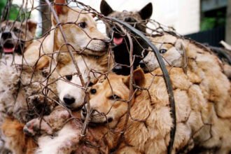 Dogs caught in a net cage