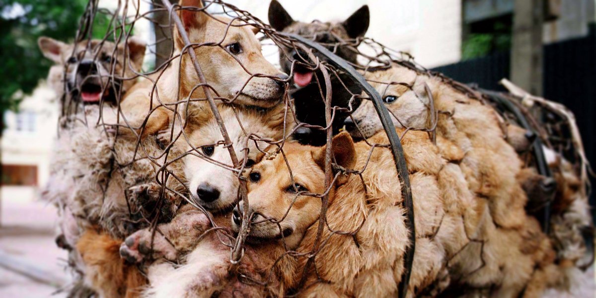 Dogs caught in a net cage