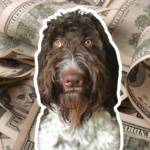 Dog with money in the background