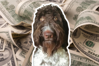 Dog with money in the background